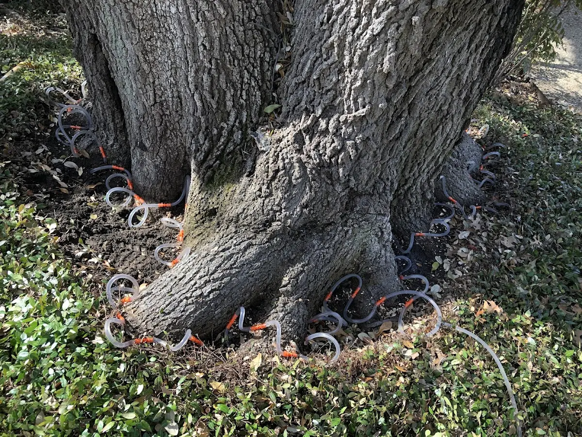 Detailed Tree Cabling and Bracing job site in Cedar Key