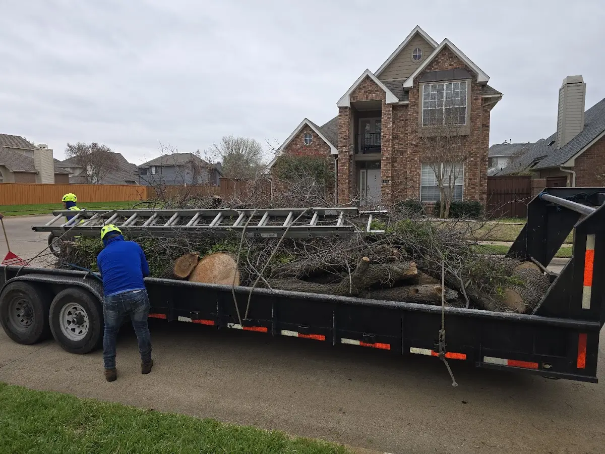 Expert Tree Removal with proper safety equipment in Cedar Key